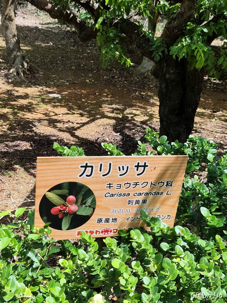 フルーツパーラー